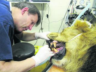 Dr. Peter Southerden & Lion