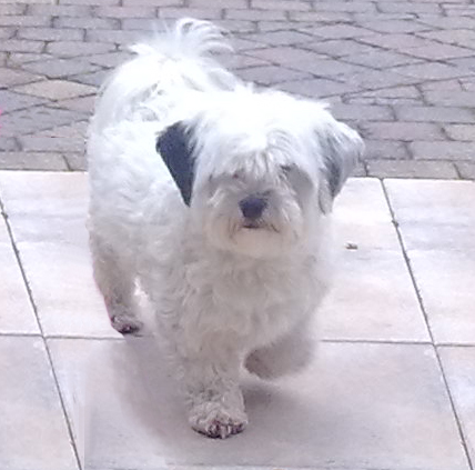 Hondje Swiffer gevonden