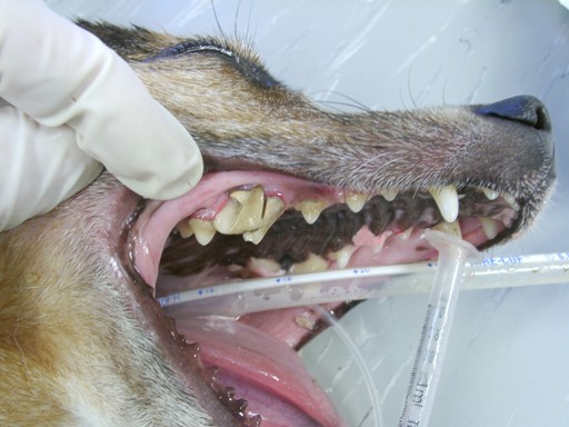 Tandheelkundig Symposium Paraveterinairen 2014|