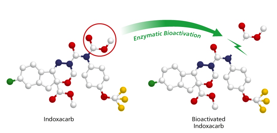 Bioactivatie