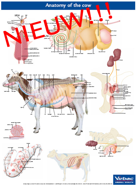 anatomy of the cow