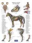 Nervous system of the horse