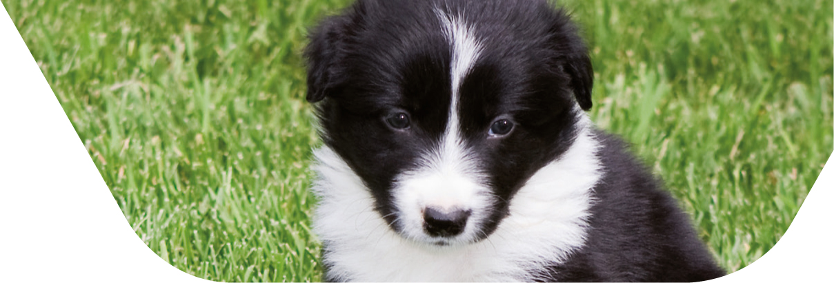 Speed Parvo puppy