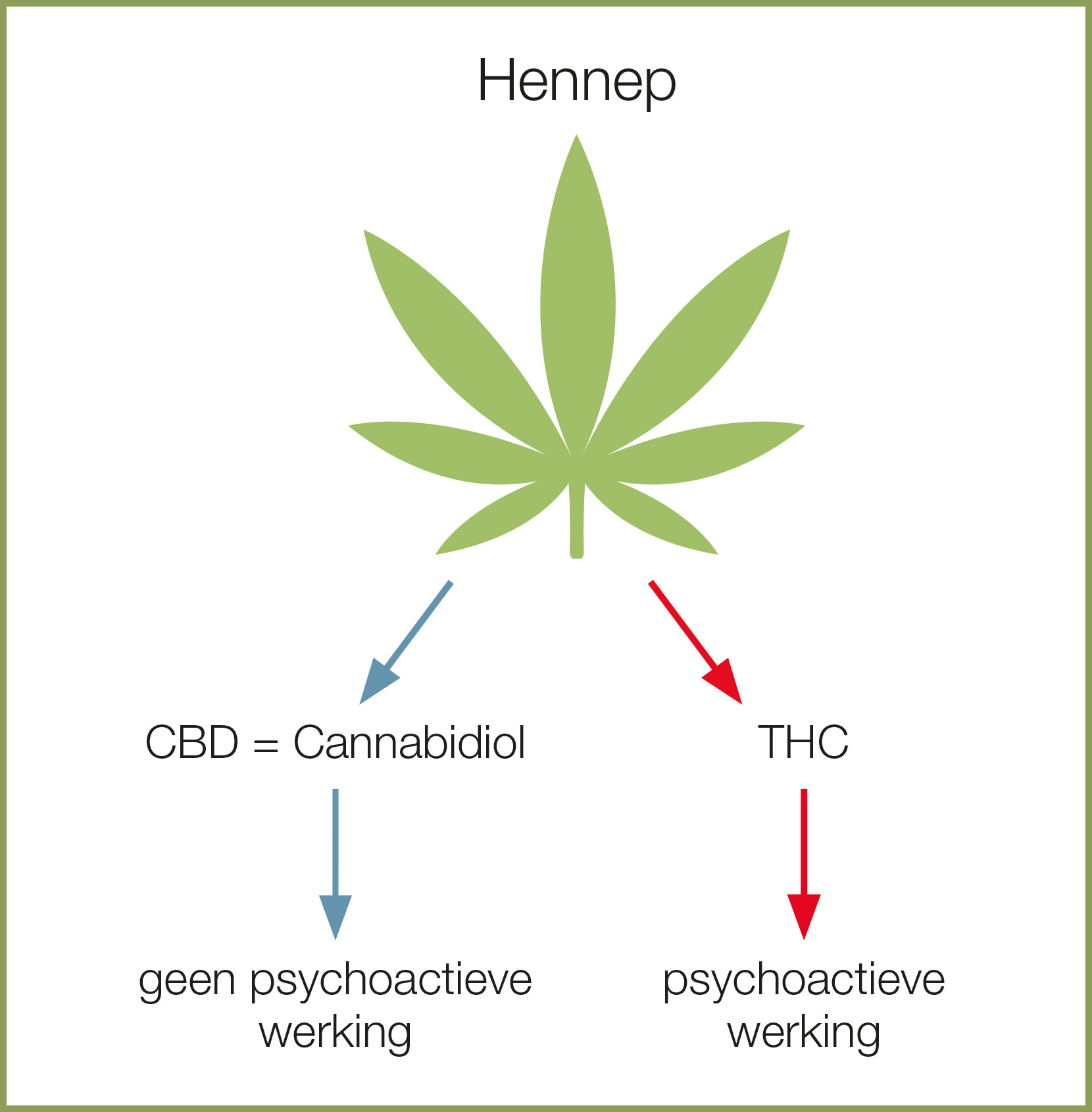 Uitsplitsing hennep - cbd en thc