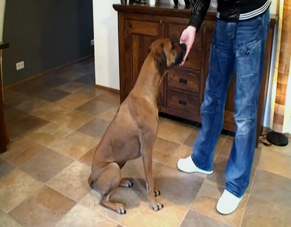 Easypill instructievideo  hond