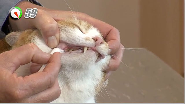 Tandenpoetsinstructie kat
