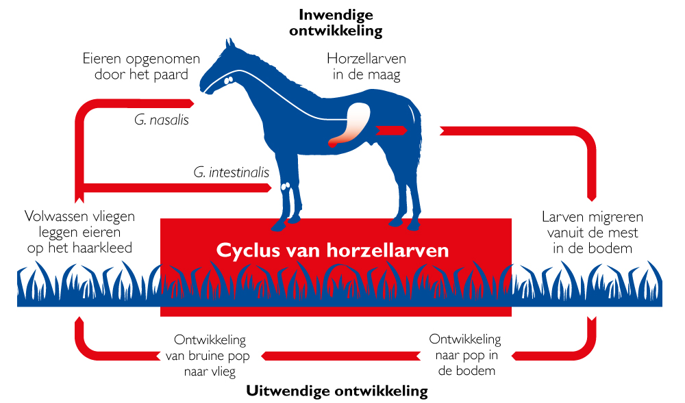 Levenscyclus horzellarven