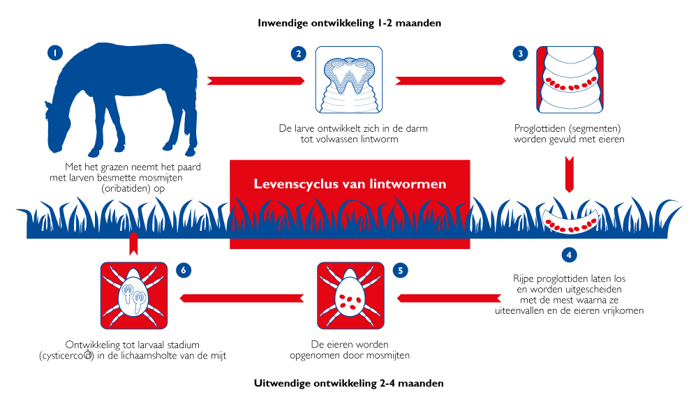 Levenscyclus lintworm