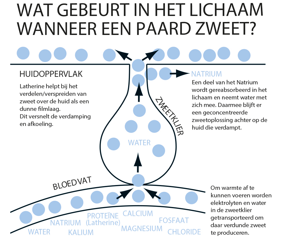 Wat geberut er wanneer een paard zweet?