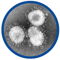 Virbac kalvergezondheid Coronavirus