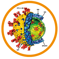 Virbac kalvergezondheid rotavirus