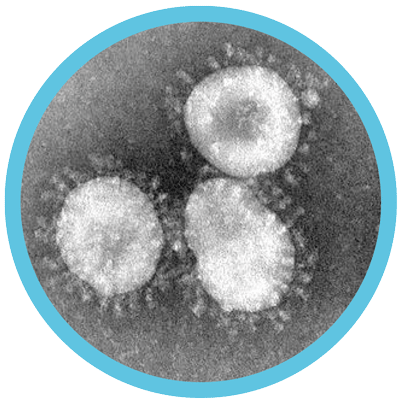 Virbac kalvergezondheid Coronavirus