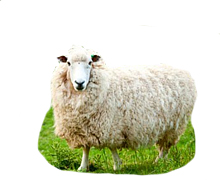 Schaap