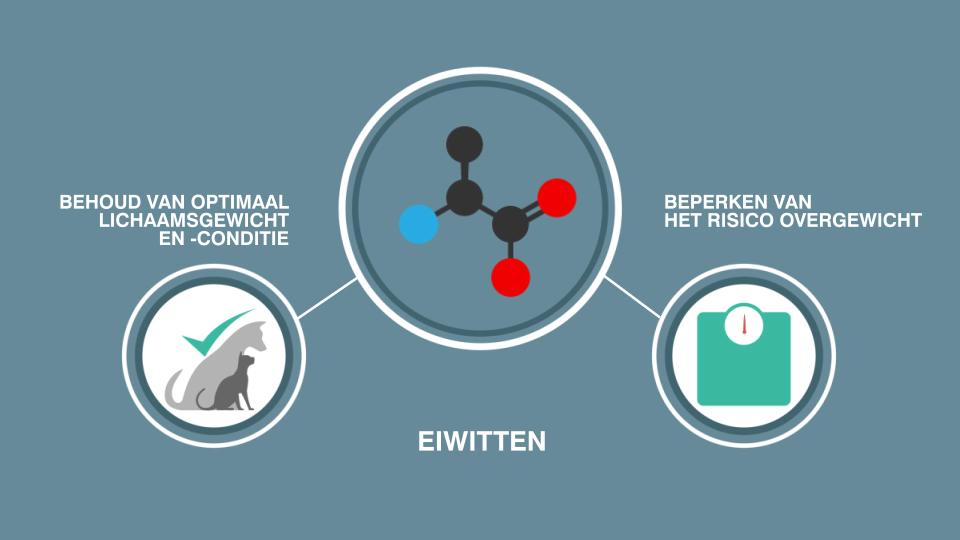 Eiwitten schema